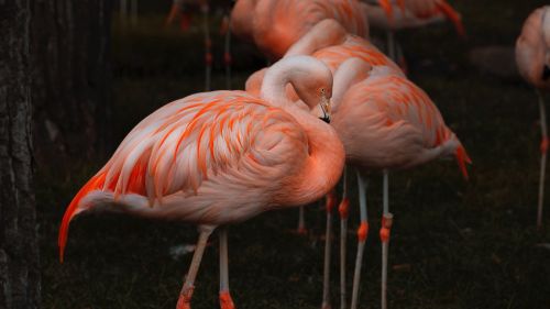 Amazing flamingos HD Wallpaper