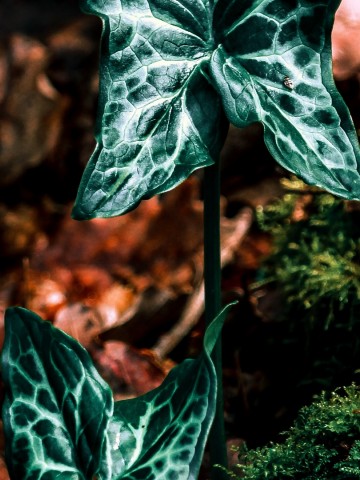 Autumn plant leaves HD Wallpaper