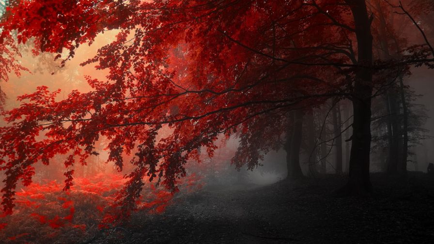 Autumn Red 2018 HD Wallpaper