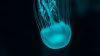 Beautiful jellyfish at the botom of the sea HD Wallpaper