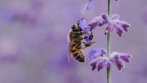 Bee standing in a lilac flower HD Wallpaper