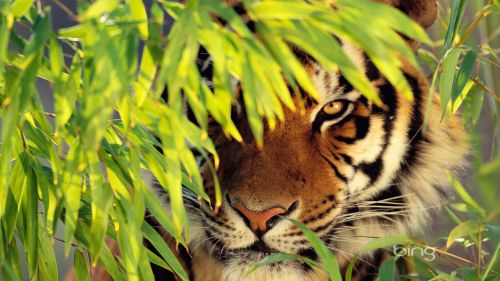 Bengal Tiger HD Wallpaper