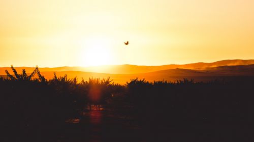 Bird flying during the sunset HD Wallpaper