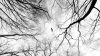 Bird flying through the trees HD Wallpaper