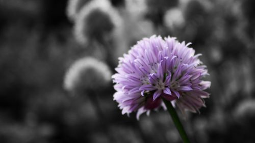 Black And White Flowers HD Wallpaper