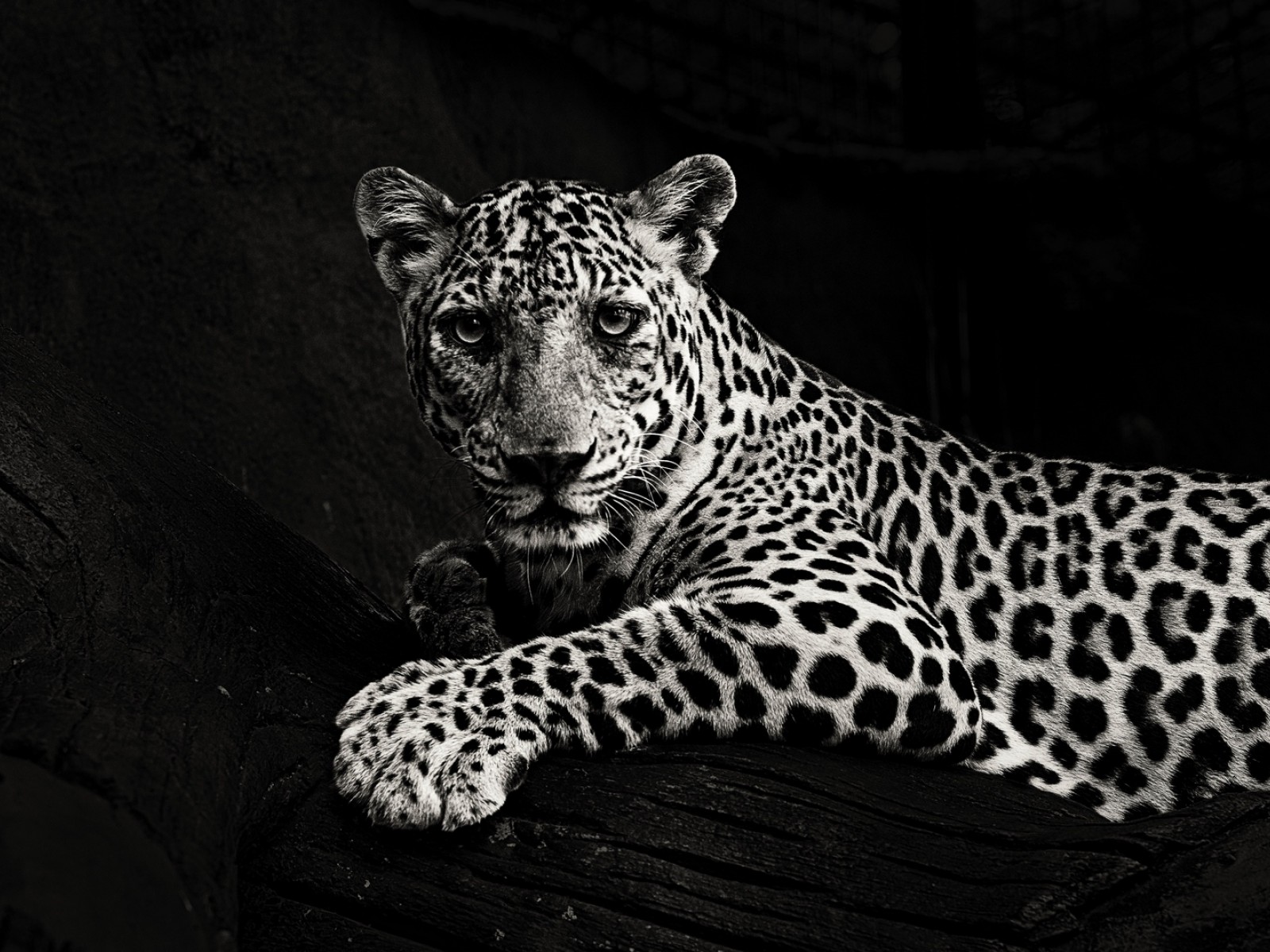 Black and white jaguar HD Wallpaper