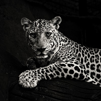 Black and white jaguar HD Wallpaper