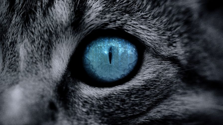 Blue Cat Eye Close Up HD Wallpaper