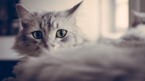 Blue-Eyed Cat HD Wallpaper