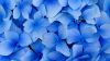 Blue petaled flowers HD Wallpaper