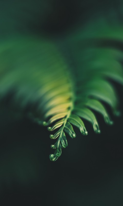Blured image of carved leaf HD Wallpaper