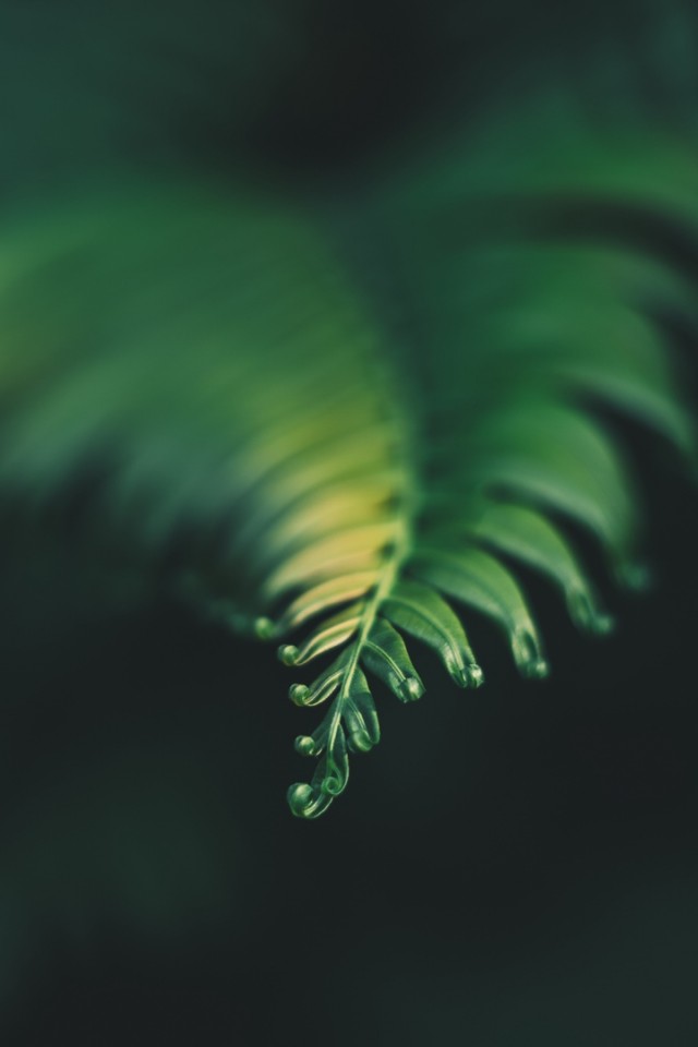 Blured image of carved leaf HD Wallpaper
