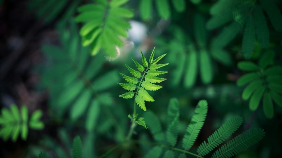 Blurred image of a green leaf HD Wallpaper