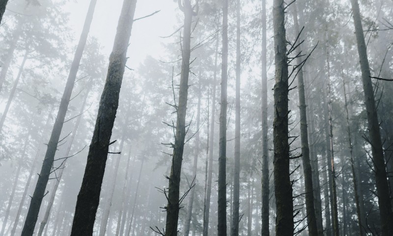 Bottom view of a fogy mountain HD Wallpaper