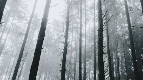 Bottom view of a fogy mountain HD Wallpaper