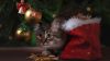 Brown Tabby Cat Beside Christmas Tree HD Wallpaper