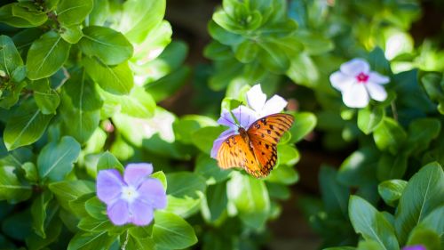 Butterfly on a Flower