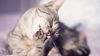Cat Grooming HD Wallpaper