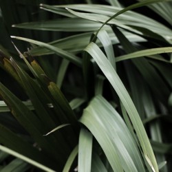 Closeup of green leaves HD Wallpaper