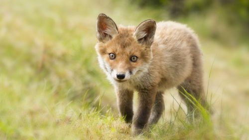 Cute baby fox HD Wallpaper