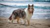 Dog walking at the beach HD Wallpaper