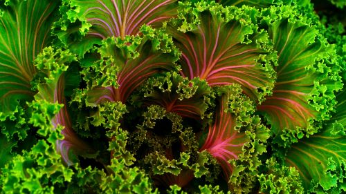Download Free Colourful Lettuce Hd Wallpaper for Desktop and Mobiles