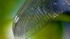 Dragonfly Wing