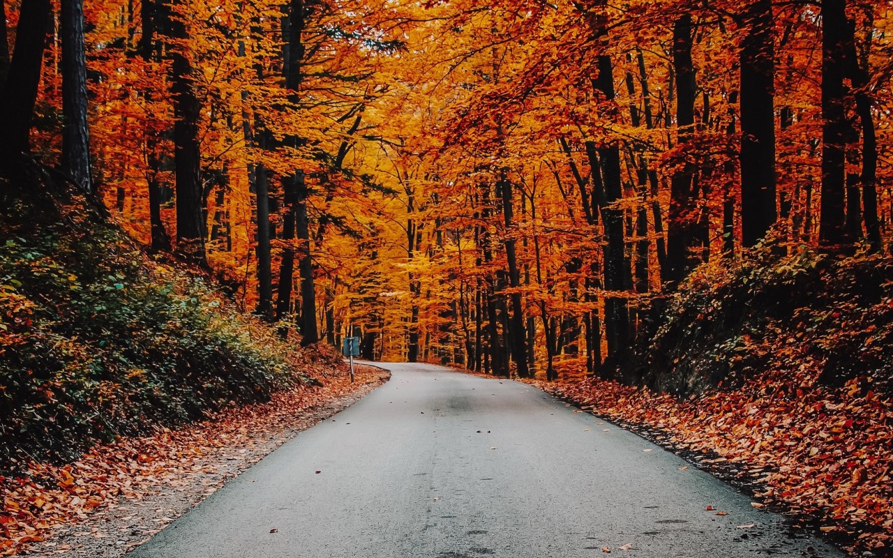 Driving at an Autumn day HD Wallpaper
