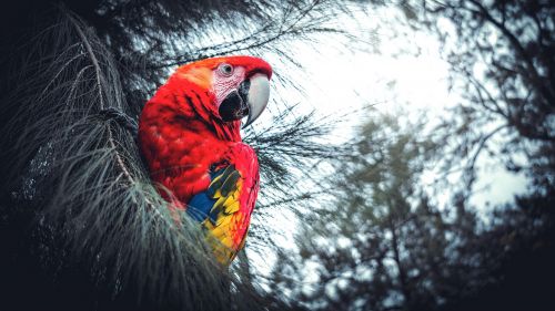 Exotic macaw parrot HD Wallpaper