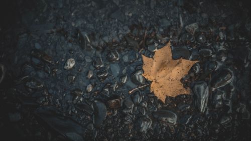 Fallen maple leaf HD Wallpaper