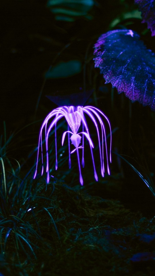 Fantastic plant glowing at dark HD Wallpaper