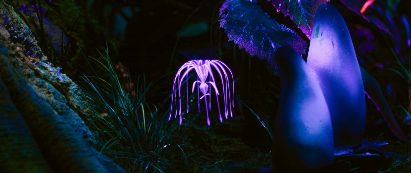 Fantastic plant glowing at dark HD Wallpaper