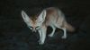 Fennec fox HD Wallpaper