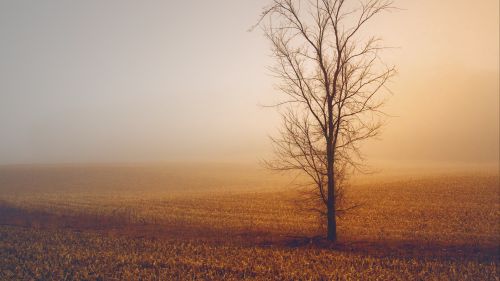 Field trees under a fogy weather HD Wallpaper