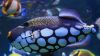 Fish underwater HD Wallpaper