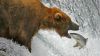 Fishing For Salmon With Alaska's Brown Bears HD Wallpaper