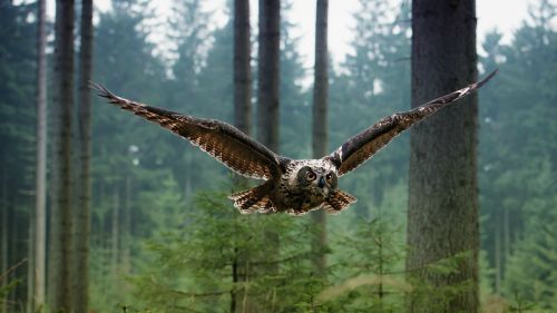 Flying White Owl HD Wallpaper