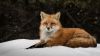 Fox Snow Forest Wallpaper for Desktop and Mobiles