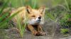Friendly Baby Fox HD Wallpaper