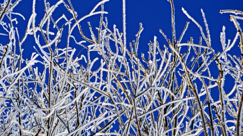 Frozen branches HD Wallpaper