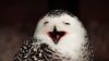 Funny owl HD Wallpaper