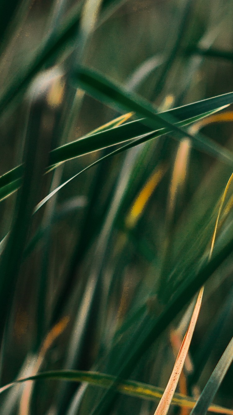 Grass macro image HD Wallpaper