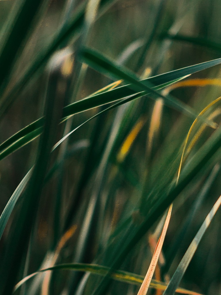 Grass macro image HD Wallpaper