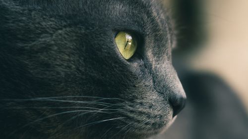 Gray cat's face HD Wallpaper
