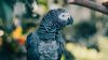Gray parrot HD Wallpaper