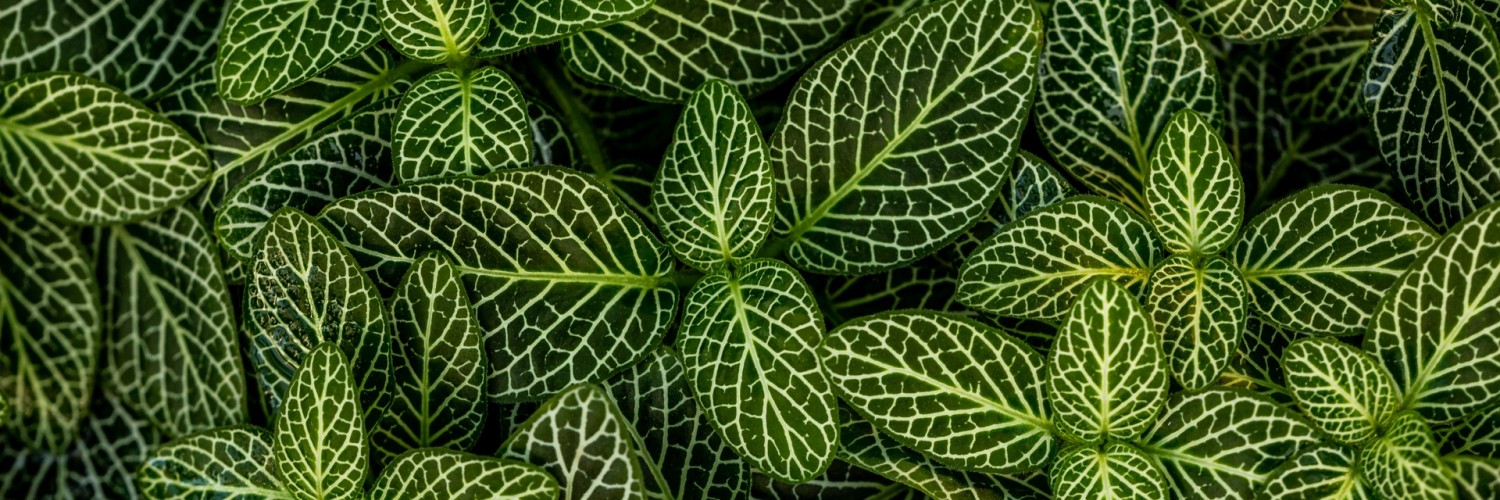 Green leaves macro image HD Wallpaper