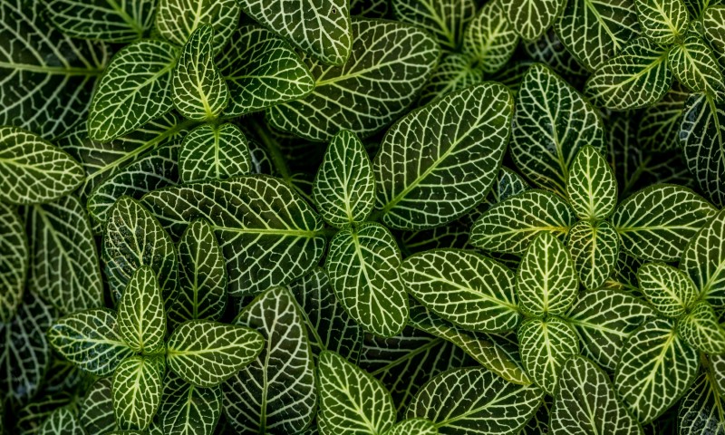 Green leaves macro image HD Wallpaper
