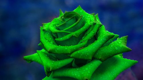 Green rose HD Wallpaper