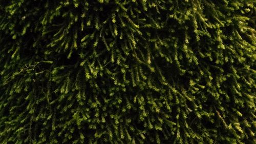 Green surface texture HD Wallpaper