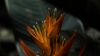 Heliconia flower HD Wallpaper